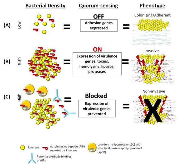 Click this image to view more information about quorum sensing